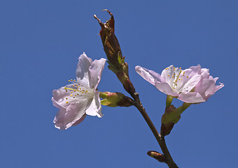 Image showing Sakura flowers, close-up