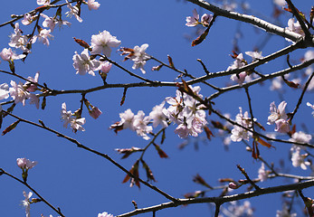 Image showing Sakura in the spring