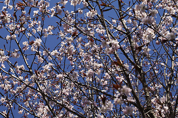 Image showing Sakura in the spring