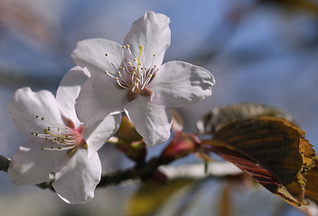 Image showing Sakura flowers, close-up