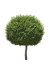 Image showing Isolated topiary tree