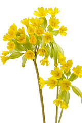 Image showing Primrose