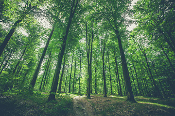 Image showing Trees in the forest with green leaves