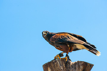 Image showing Steppe eagle on the top of a wooden tree log