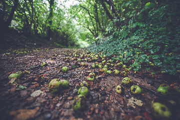 Image showing Fallen apples on the ground