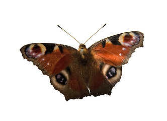 Image showing Butterfly