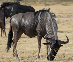 Image showing antelope Gnu