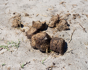 Image showing elephant excrement