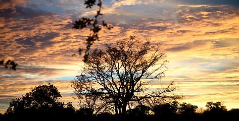 Image showing african sunset