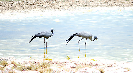 Image showing park Etosha