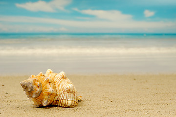 Image showing Conch shell on exotic beach