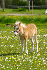 Image showing Young horse foal and meadow