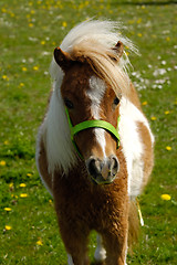 Image showing Pony horse on green grass