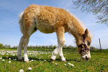 Image showing Horse foal is eating green grass