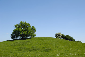 Image showing Tree on top of hill