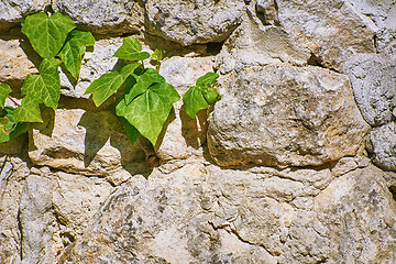 Image showing Green English Ivy