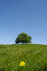 Image showing Dandelion flower and tree