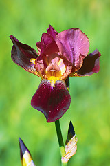 Image showing Iris of Burgundy Color