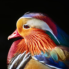 Image showing Portrait of Mandarin Duck