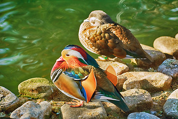 Image showing Mandarin Ducks On Stones