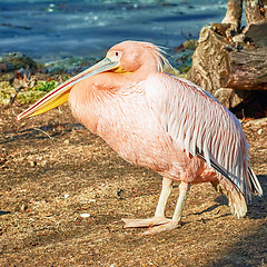 Image showing Pelican on the Ground