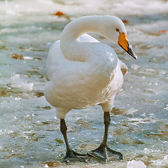 Image showing Swan on Ice