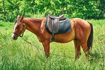 Image showing Saddled Chestnut Horse