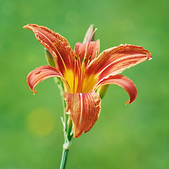 Image showing Lily Flower over Green