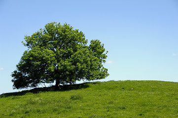 Image showing Tree on hill