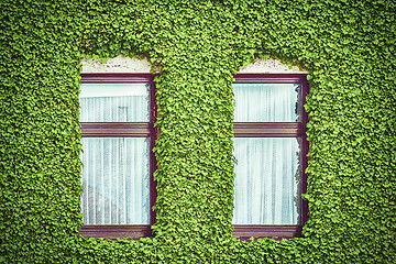 Image showing Windows among Ivy