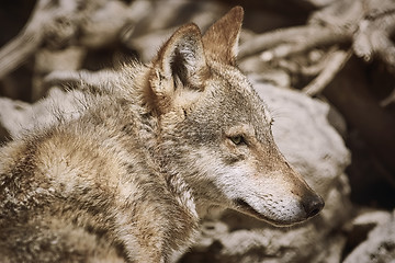 Image showing Portrait of Wolf