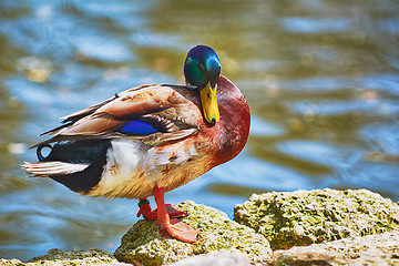 Image showing Duck on the Rock