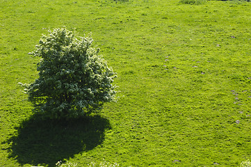 Image showing Tree on hill side