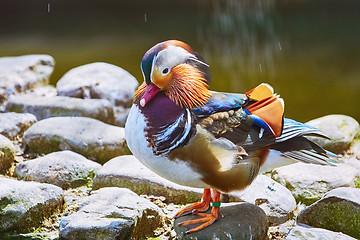 Image showing Mandarin Duck on Rock