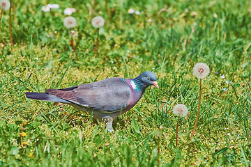 Image showing Common Wood Pigeon