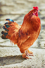 Image showing Brown Leghorn Rooster