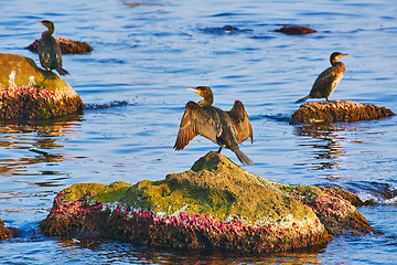 Image showing Cormorants on the Rocks