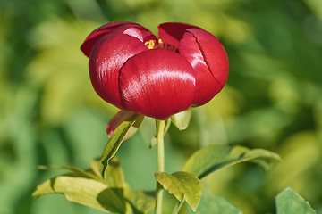 Image showing  Red Peony Flower
