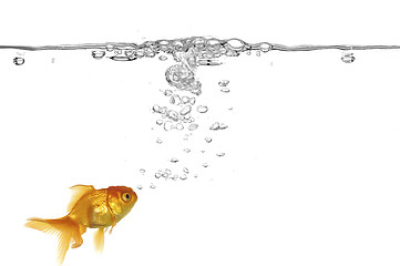 Image showing Goldfish and air bubbles