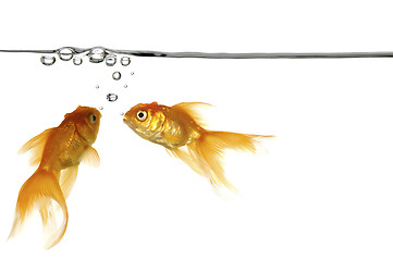 Image showing waterline and gold fish