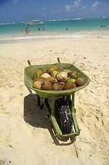 Image showing Coconuts for sale on exotic beach