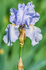 Image showing Flower of Blue Iris