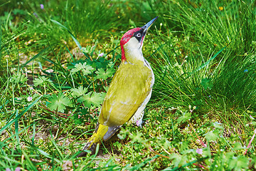 Image showing European Green Woodpecker