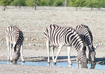 Image showing zebras at a watering hole