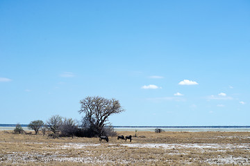 Image showing Etosha park