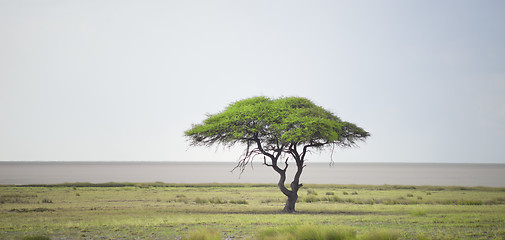 Image showing african landscape