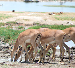 Image showing drinking antelopes