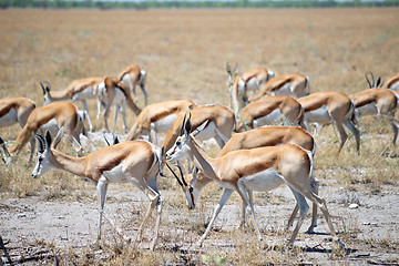 Image showing Etosha park