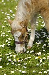 Image showing Young horse is eating grass