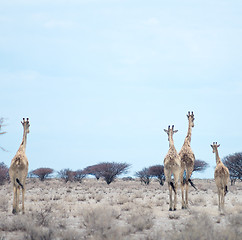 Image showing giraffes